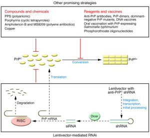 Prion Disease Treatment: Gene Editing Offers New Hope