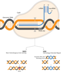 CRISPR Gene Editing: Exploring Ethical Implications and Risks