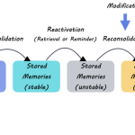 Memory Formation Techniques: New Insights from Harvard Research