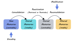 Memory Formation Techniques: New Insights from Harvard Research