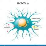 Microglial Cells: Key to Understanding Alzheimer’s Disease