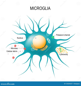 Microglial Cells: Key to Understanding Alzheimer’s Disease