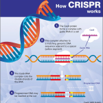 CRISPR Gene Editing: Curing Sickle Cell and Ethical Dilemmas