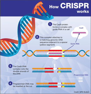CRISPR Gene Editing: Curing Sickle Cell and Ethical Dilemmas